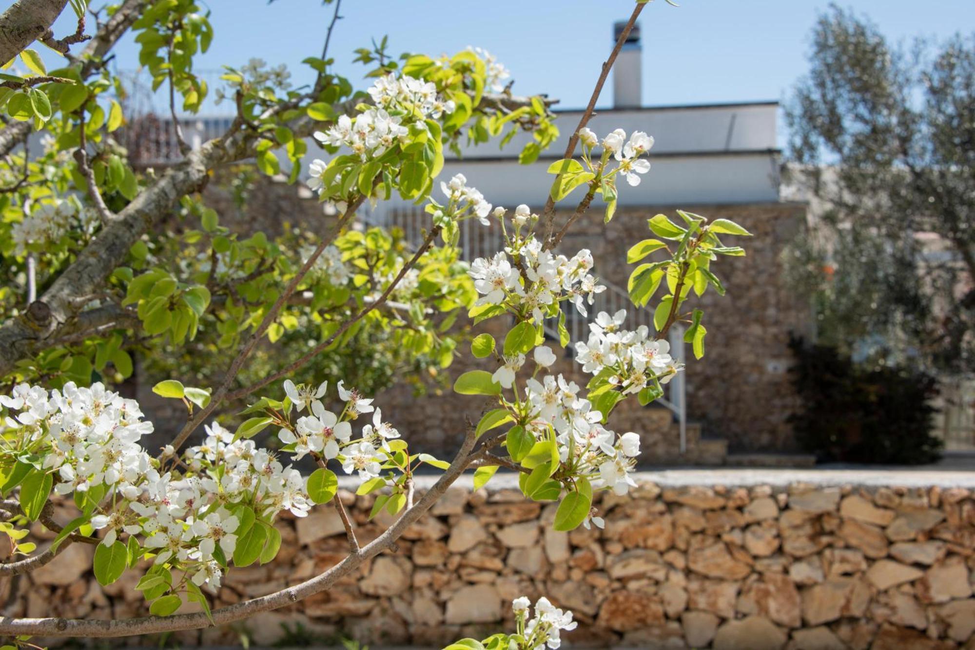 Masseria Agriturismo Faresalento Галлиполи Экстерьер фото